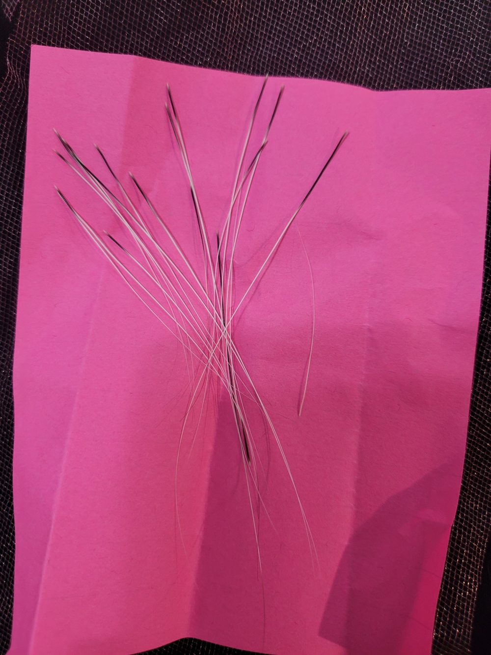 Cat Whiskers 1 To 3 In. Long.